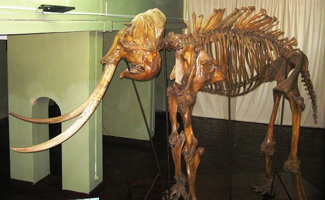 Elephant Skeleton at the museum of Colombo