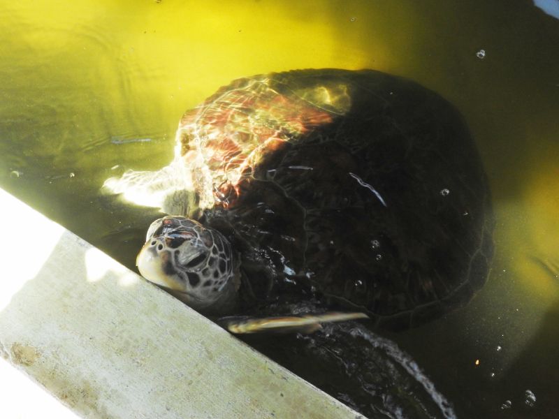 Sea turtle hatchery of Galle